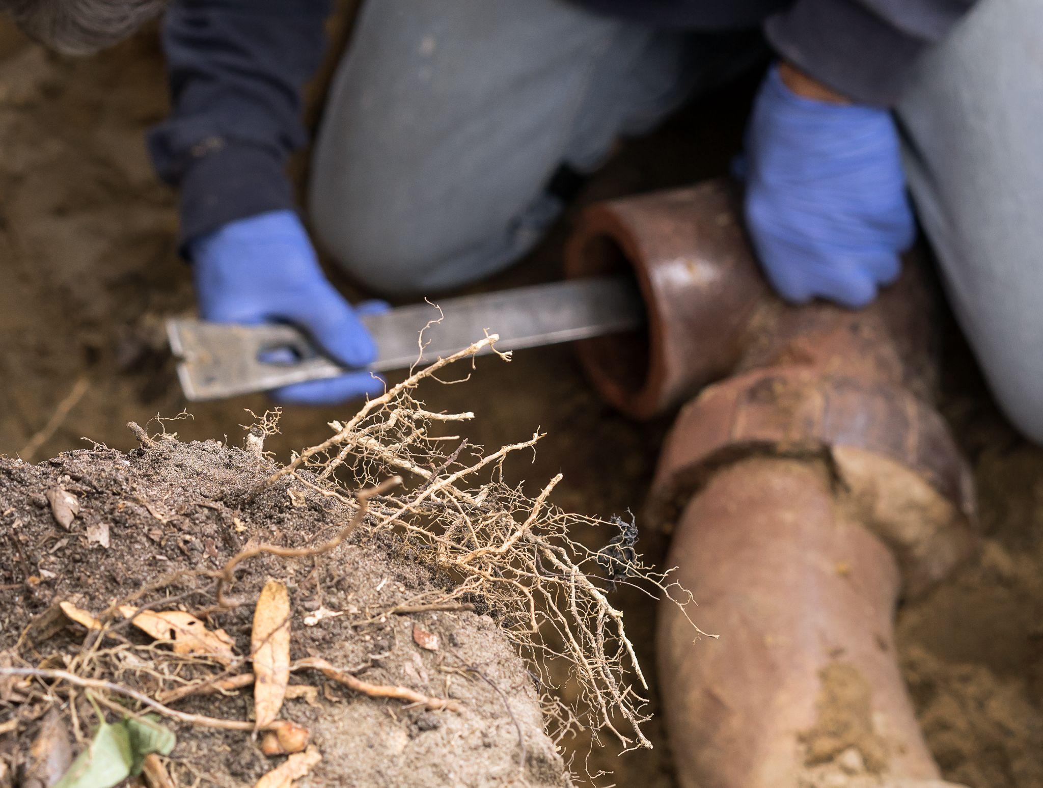 Roots in sewer lines