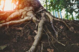 Tree roots that can invade sewer pipes