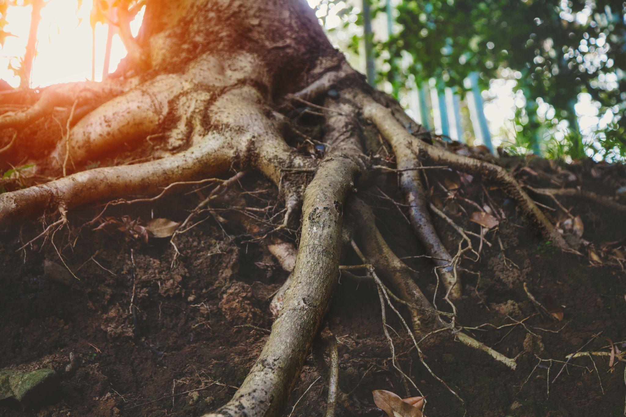 Tree roots that can invade sewer pipes