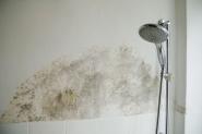 Bathroom Mold Mildew Causes Health Risks And Effective Removal Bathroom Mold Mildew Causes Health Risks And Effective Removal