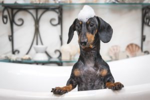 A little dog taking a bubble bath with his paws up on the tub