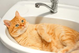 Cute red cat lies in the washbasin