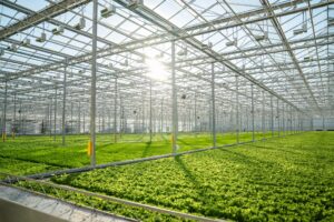 Climate control hydroponics in a commercial greenhouse using advanced HVAC systems.