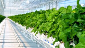 Indoor farming HVAC supports precise temperature and humidity control for hydroponic strawberries.