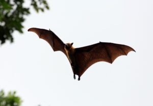 Bats in Your Plumbing System